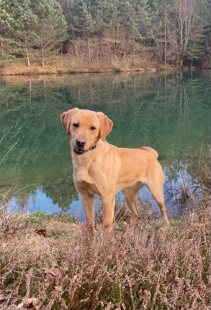 Les Labrador Retriever de l'affixe du Domaine De La Rebeyrie