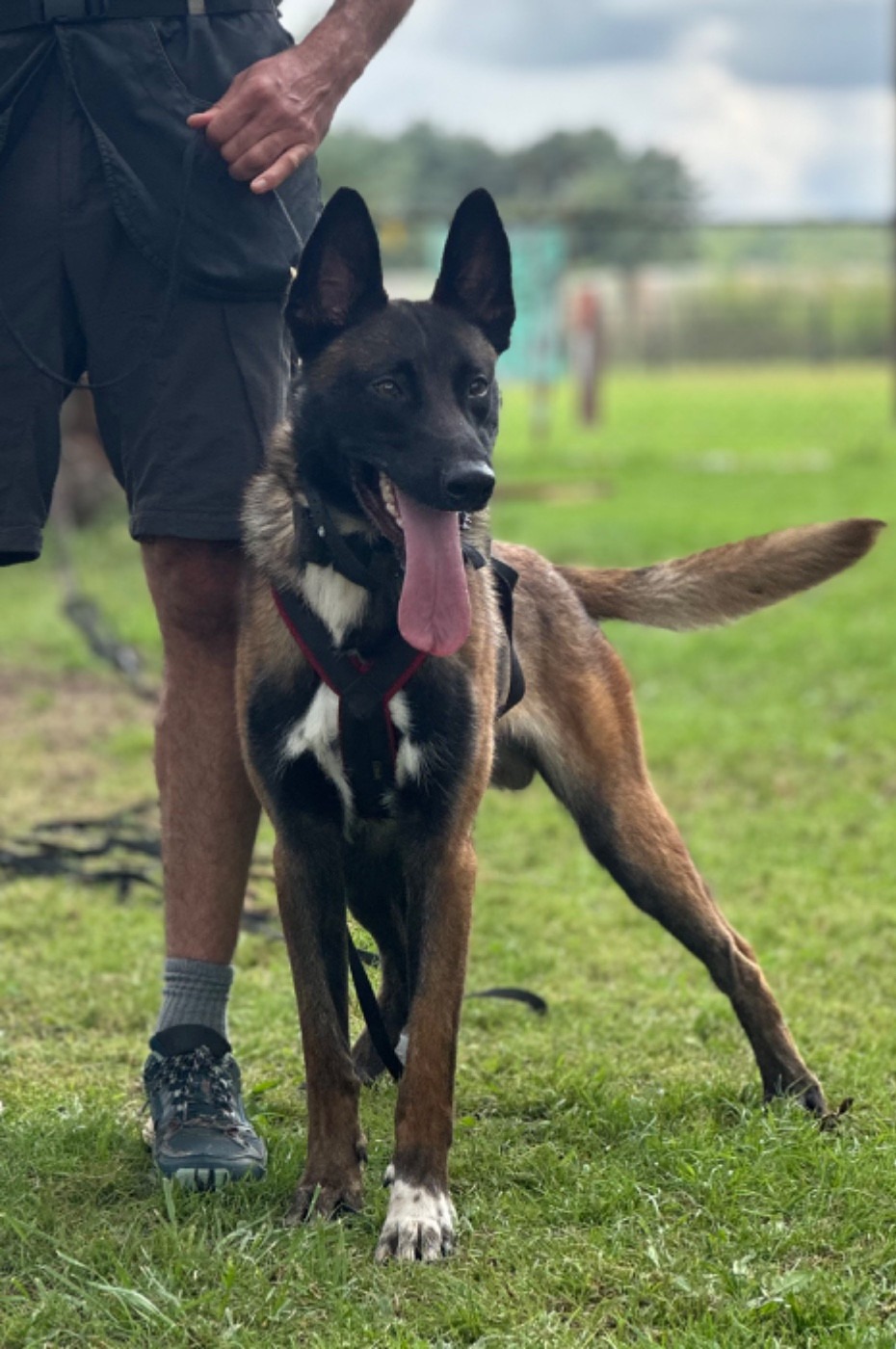 Ultimo du Domaine De La Rebeyrie