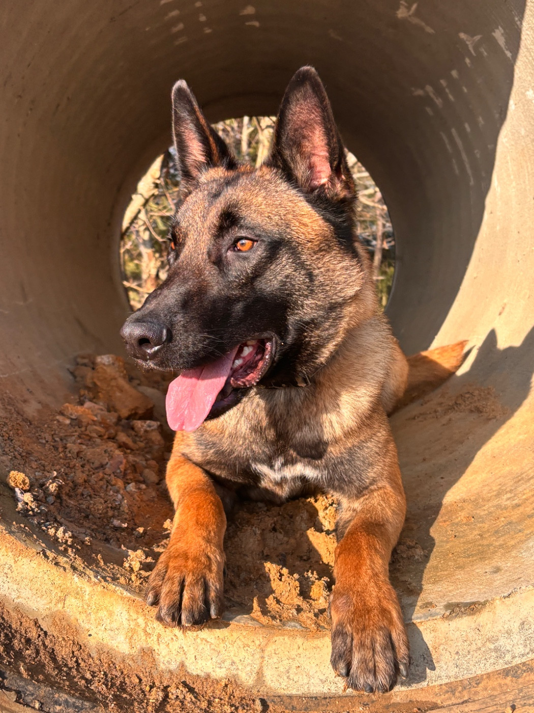 Vulcain du Domaine De La Rebeyrie