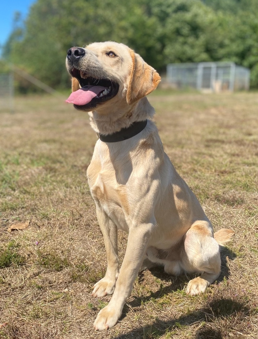 Labrador mâle 17 mois