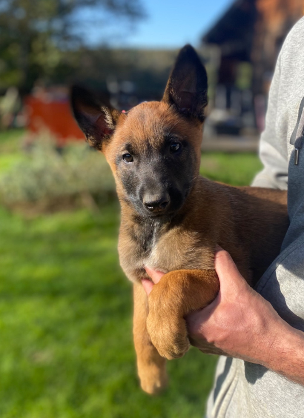 Chiots nés chez nous