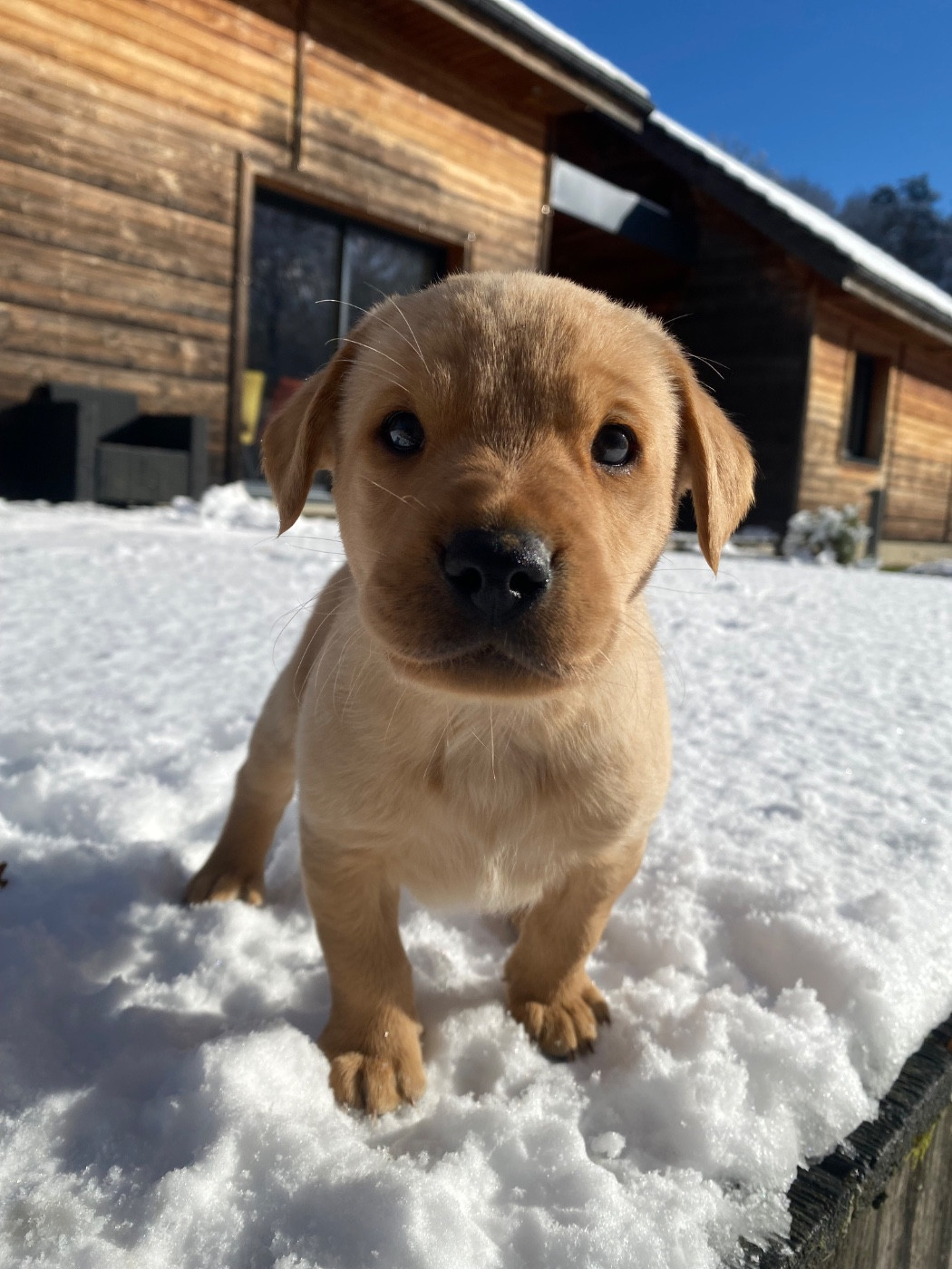 du Domaine De La Rebeyrie - Chiots disponibles - Labrador Retriever