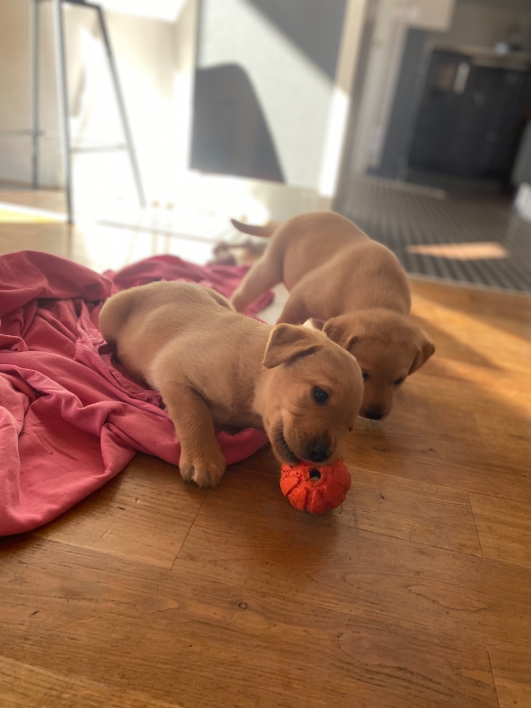 du Domaine De La Rebeyrie - Chiots disponibles - Labrador Retriever