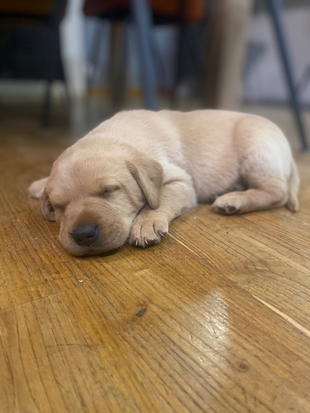 du Domaine De La Rebeyrie - Chiots disponibles - Labrador Retriever