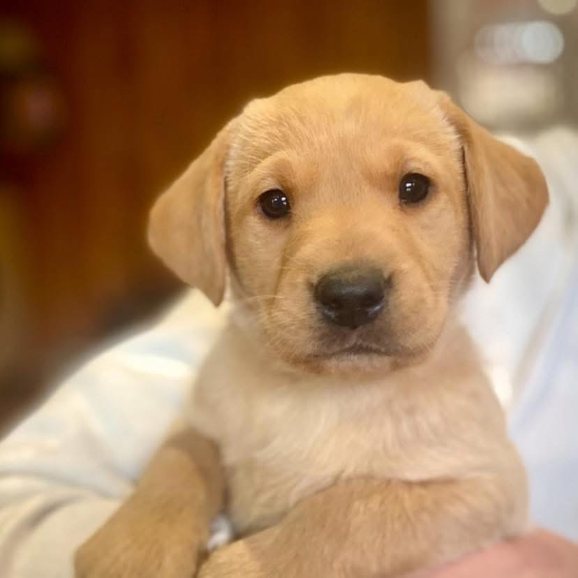 Chiot Labrador Retriever du Domaine De La Rebeyrie