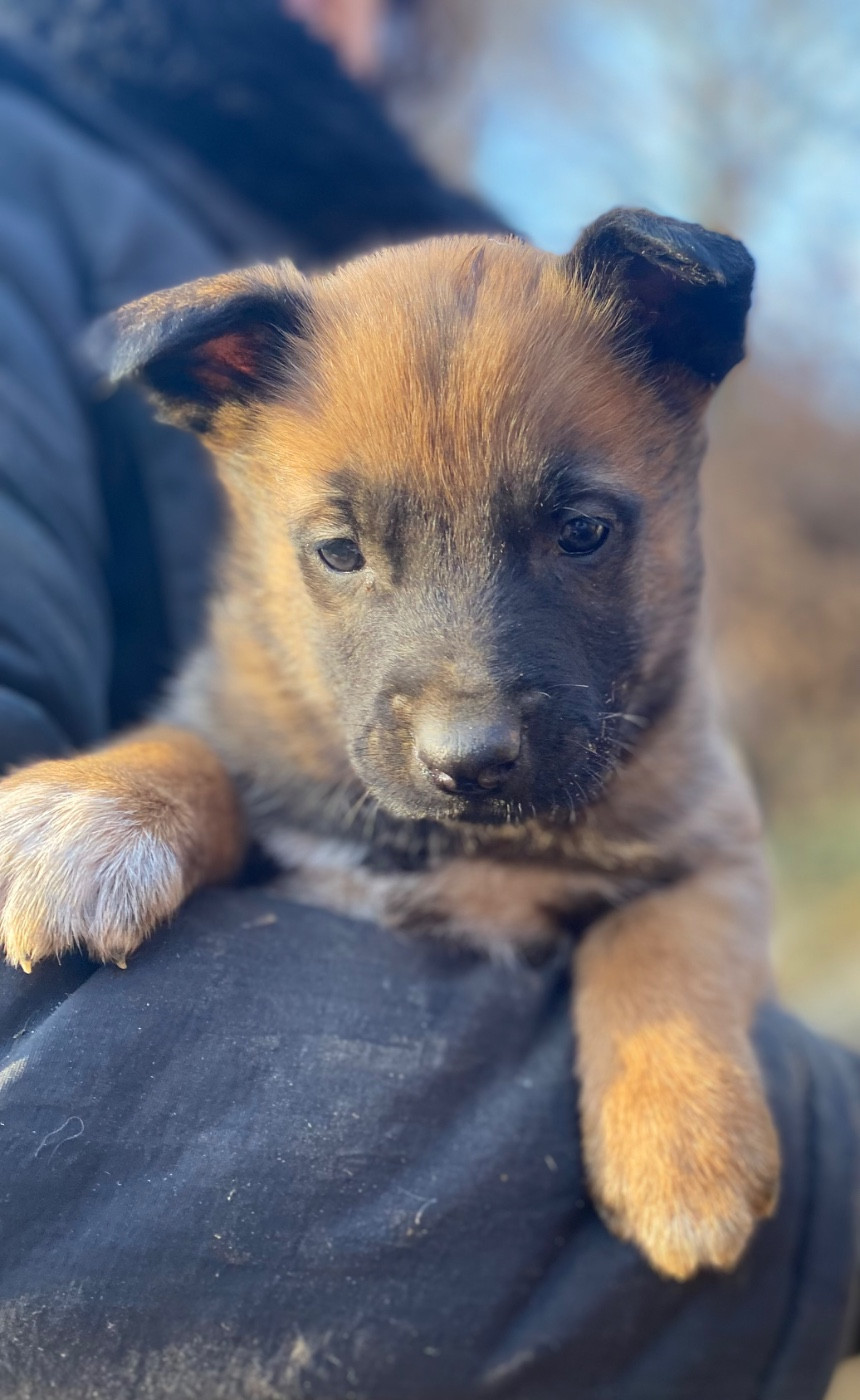 du Domaine De La Rebeyrie - Chiots disponibles - Berger Belge