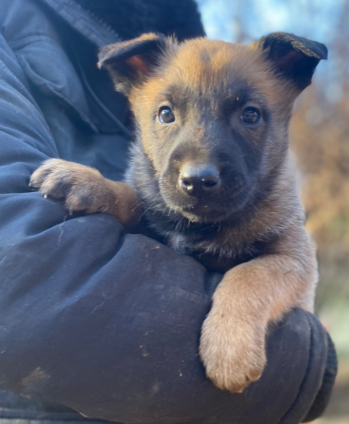 du Domaine De La Rebeyrie - Chiots disponibles - Berger Belge