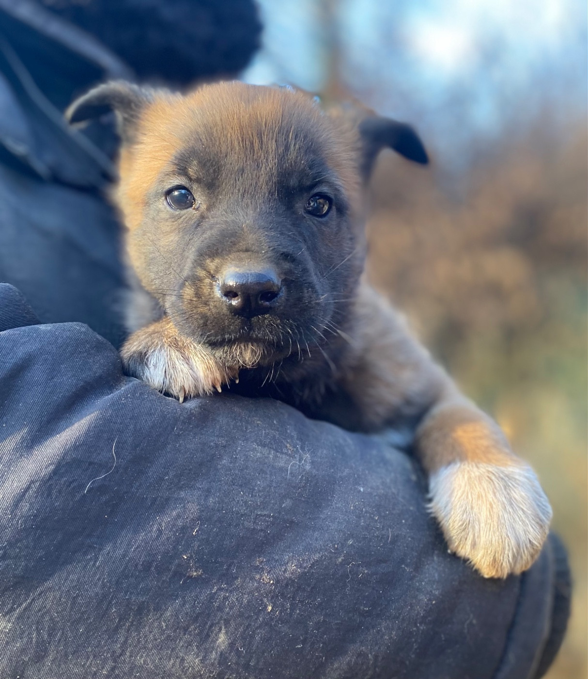 du Domaine De La Rebeyrie - Chiots disponibles - Berger Belge