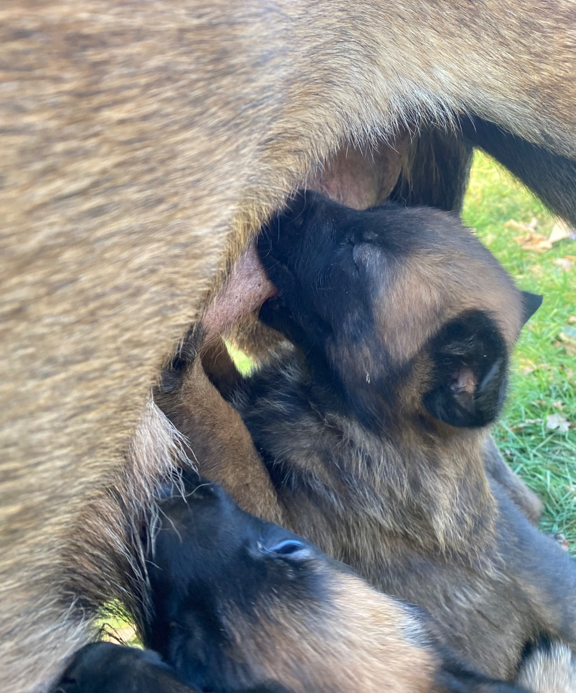 du Domaine De La Rebeyrie - Chiots disponibles - Berger Belge