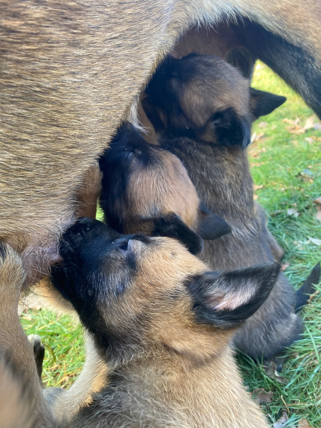Chiot Berger Belge du Domaine De La Rebeyrie