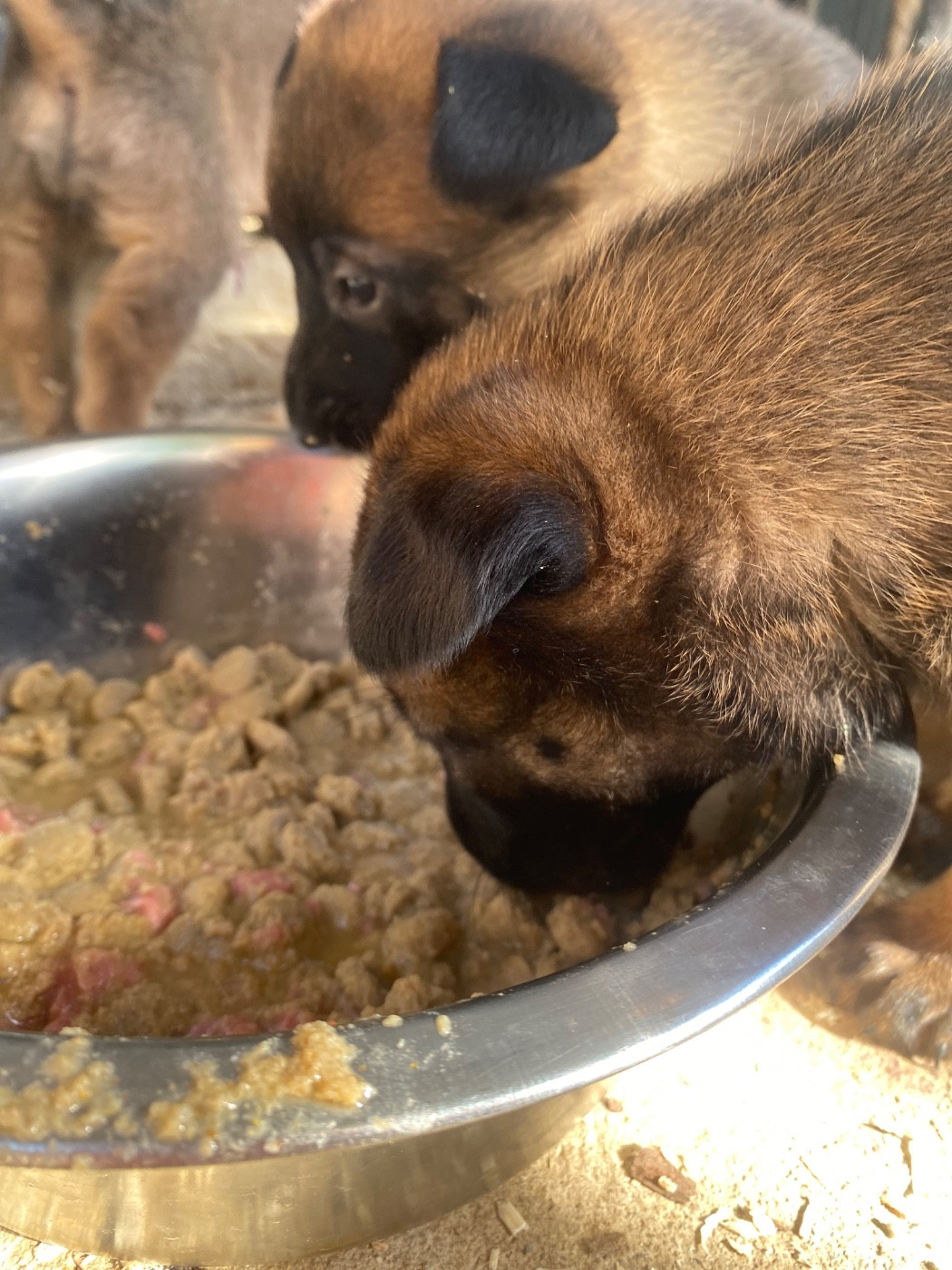 du Domaine De La Rebeyrie - Chiots disponibles - Berger Belge