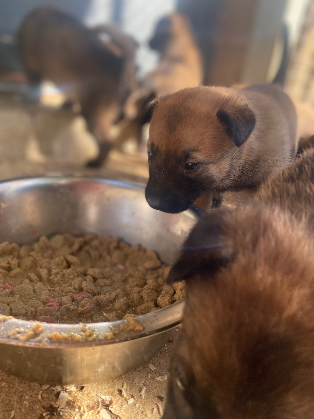 du Domaine De La Rebeyrie - Chiots disponibles - Berger Belge