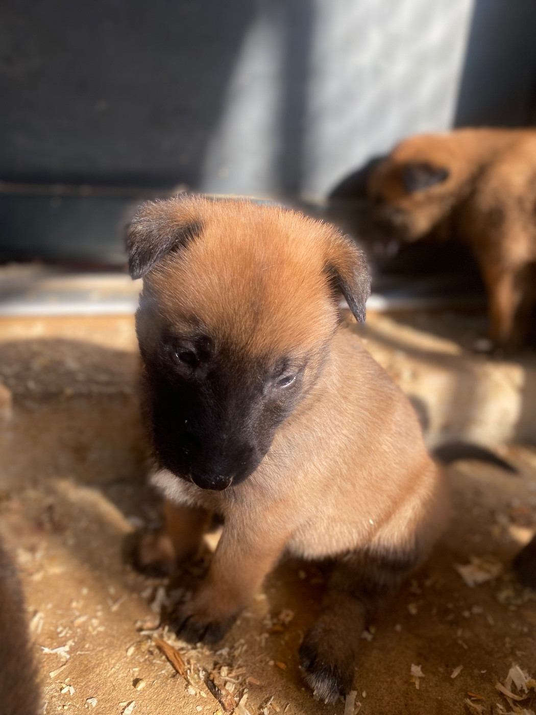 du Domaine De La Rebeyrie - Chiots disponibles - Berger Belge