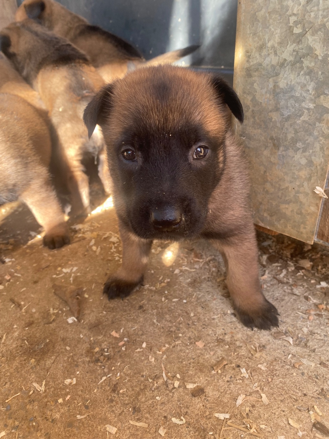 du Domaine De La Rebeyrie - Chiots disponibles - Berger Belge