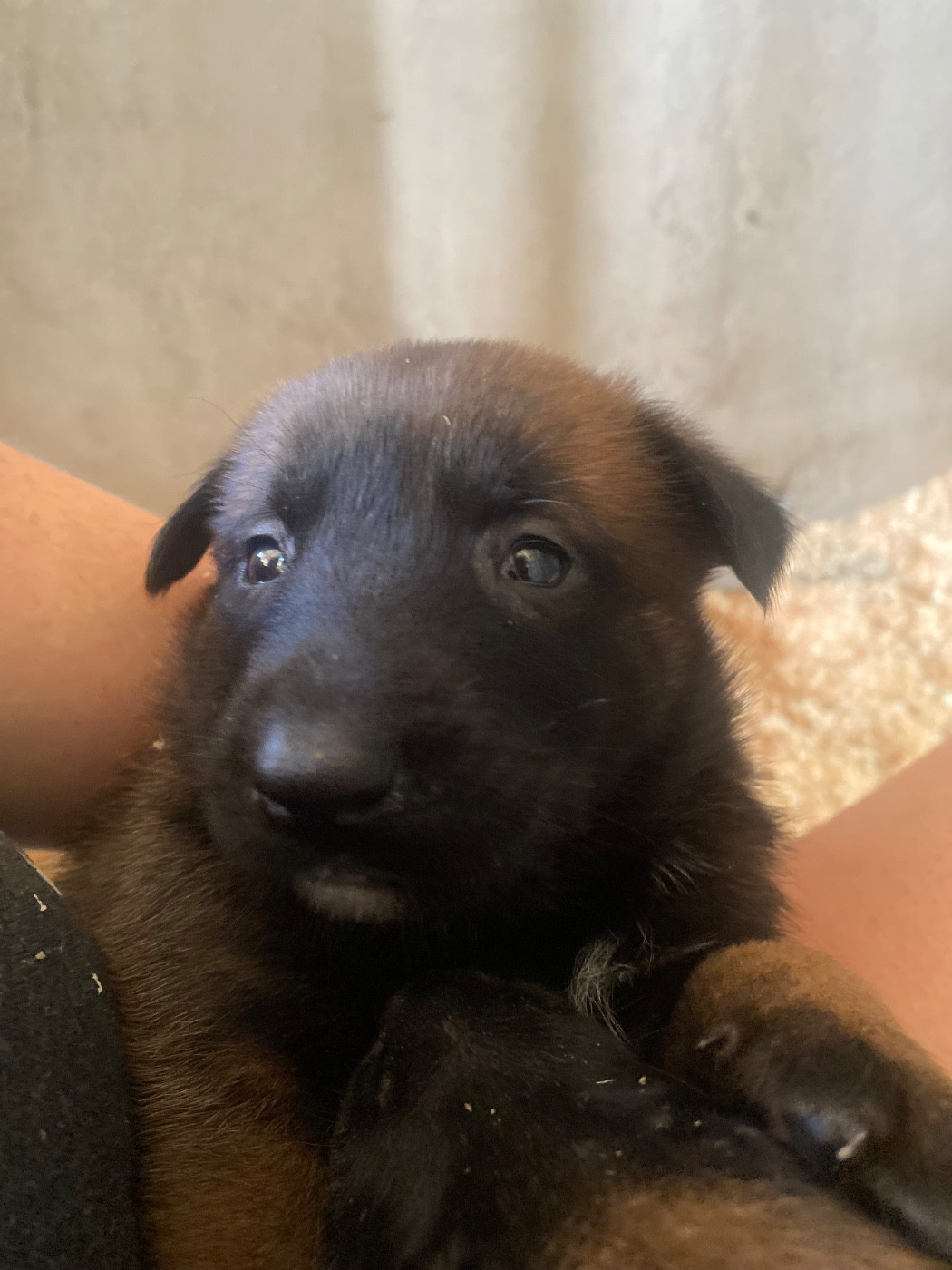 du Domaine De La Rebeyrie - Chiots disponibles - Berger Belge