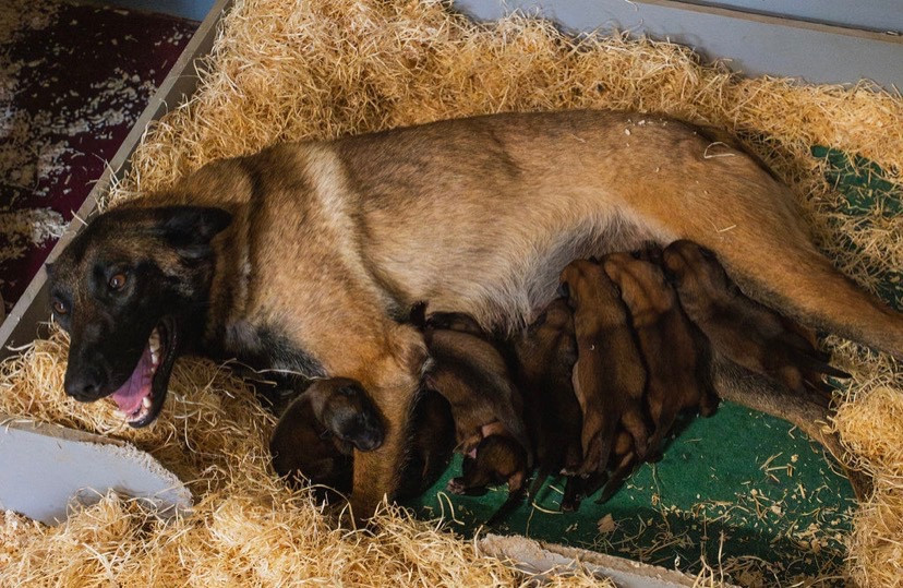 Chiot Berger Belge du Domaine De La Rebeyrie
