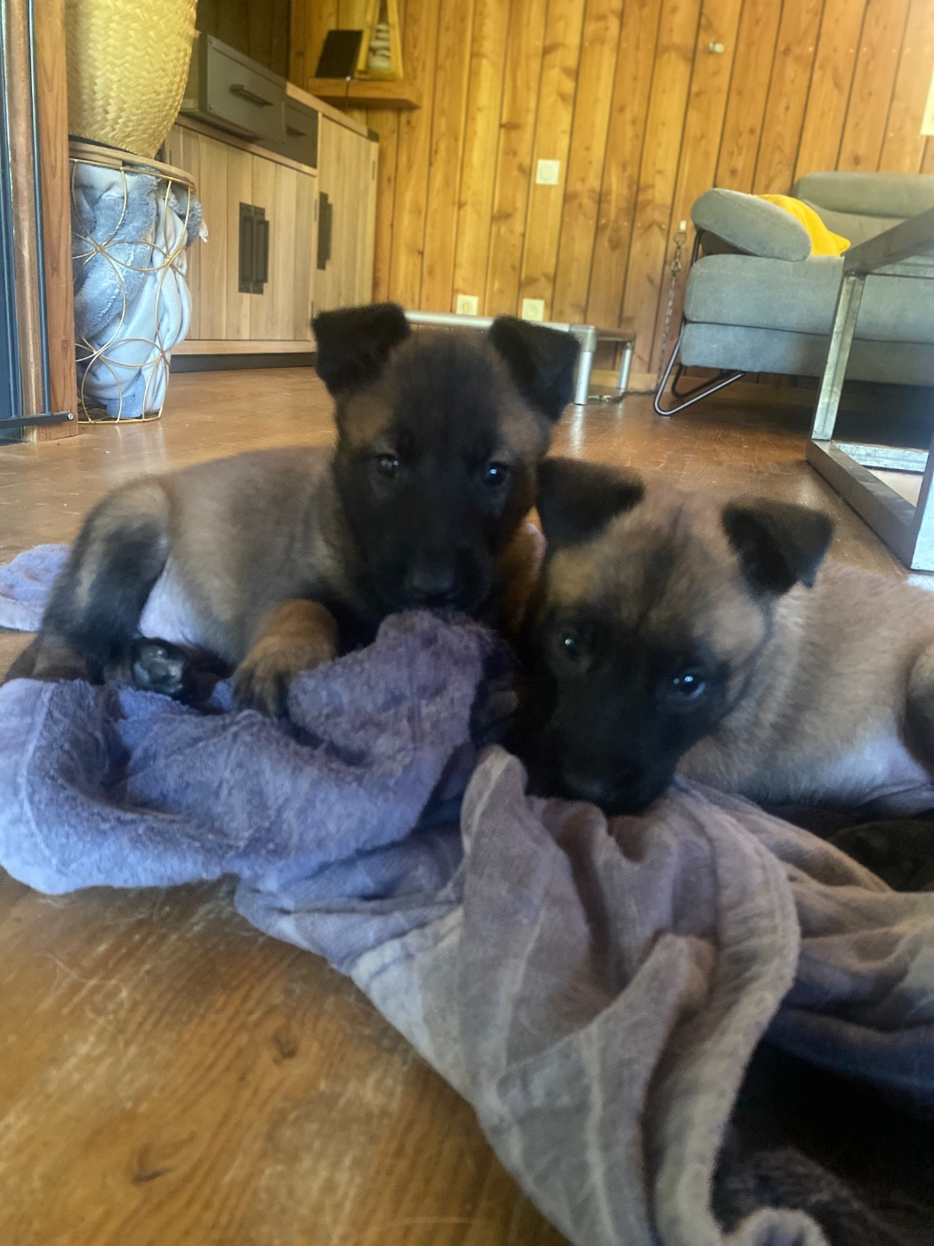 du Domaine De La Rebeyrie - Chiots disponibles - Berger Belge