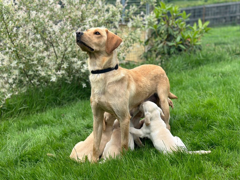 Chiot Labrador Retriever du Domaine De La Rebeyrie