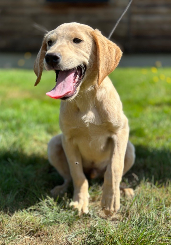 du Domaine De La Rebeyrie - Chiots disponibles - Labrador Retriever