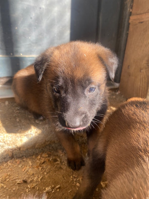 Chiot N°8