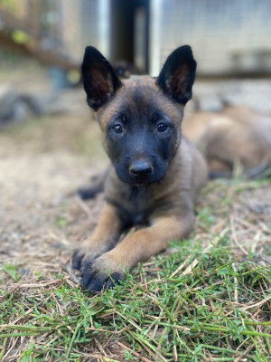 Chiot N°9