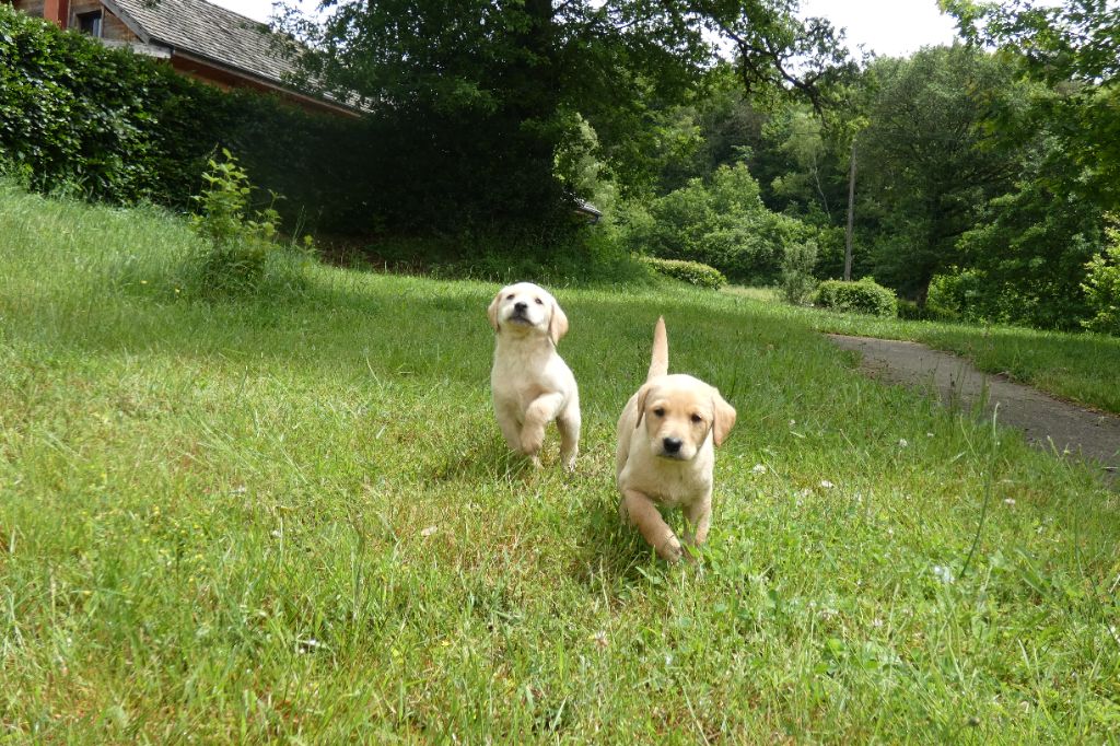 du Domaine De La Rebeyrie - Chiots disponibles - Labrador Retriever